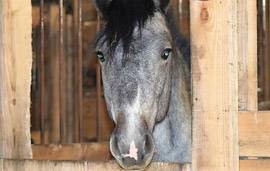 pension de chevaux près de Naves