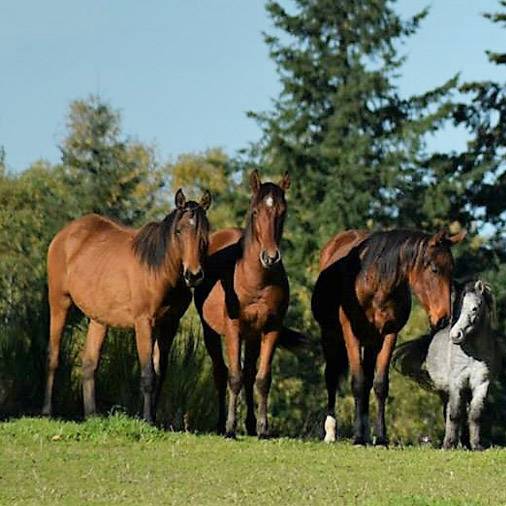 élevage de chevaux près de Naves
