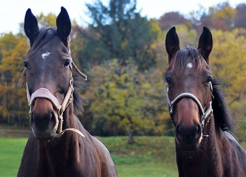 débourrage de chevaux près de Naves