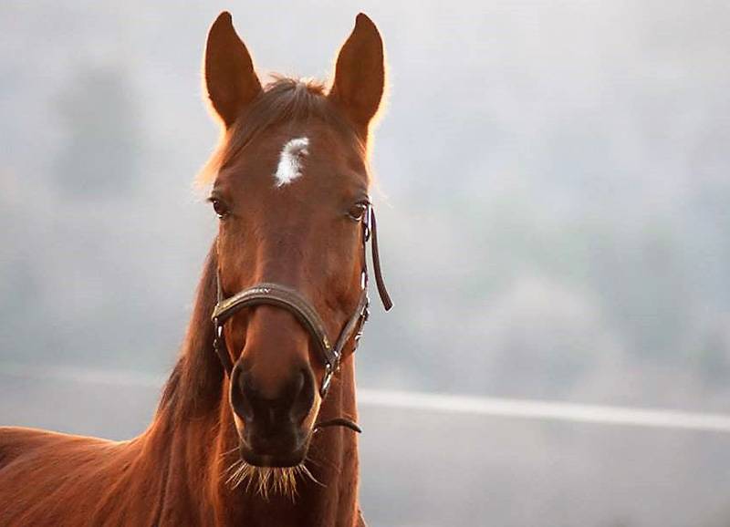 retraite de chevaux près de Naves
