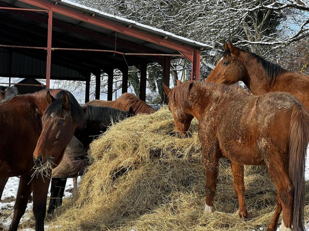 levage chevaux